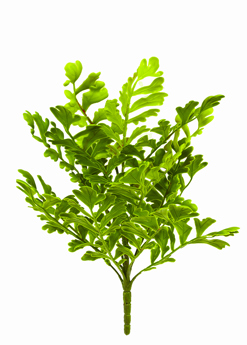 Ferns sml- Oak-Leaf Fern UV-treated  